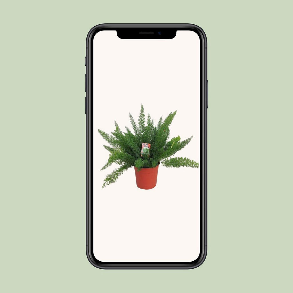 Zierspargel D. Meyers (Asparagus) – Ø27 cm, ca. 60 cm, filigranes Grün