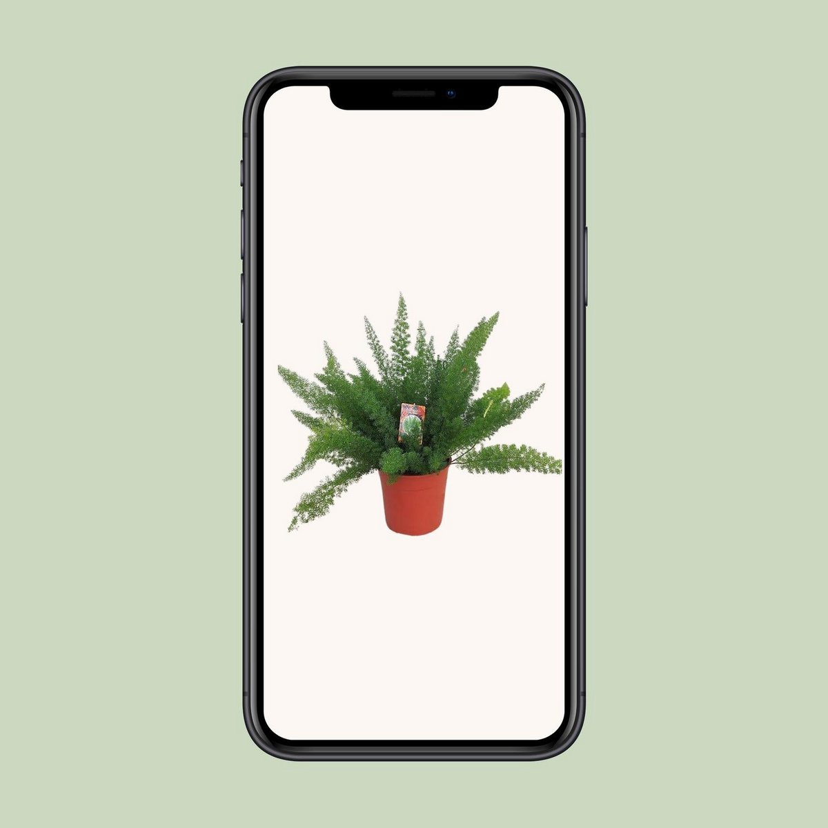 Zierspargel D. Meyers (Asparagus) – Ø27 cm, ca. 60 cm, filigranes Grün