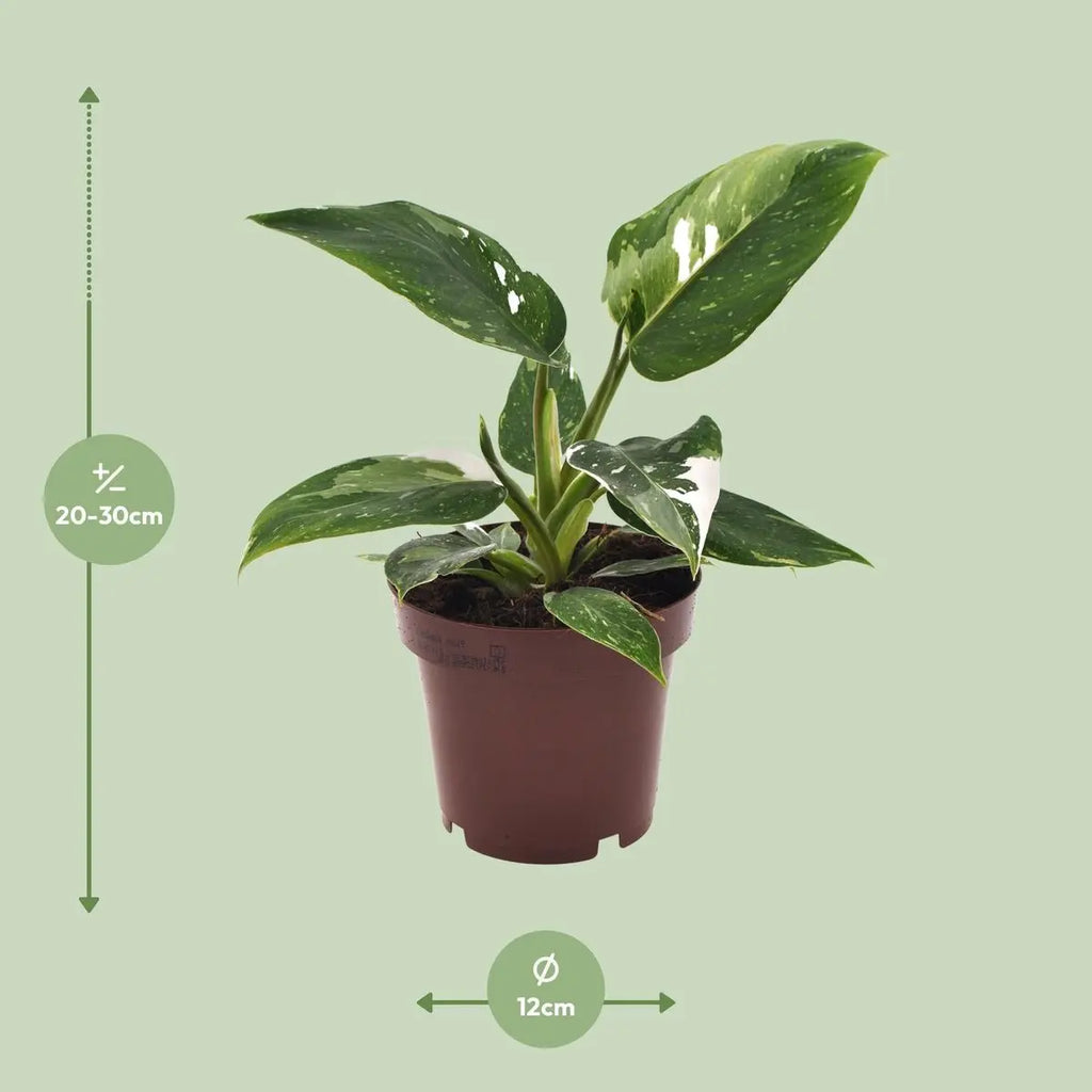 Philodendron White Princess Ø12 cm – ca. 25 cm, weiß-grün panaschiert - Pille Gartenwelt