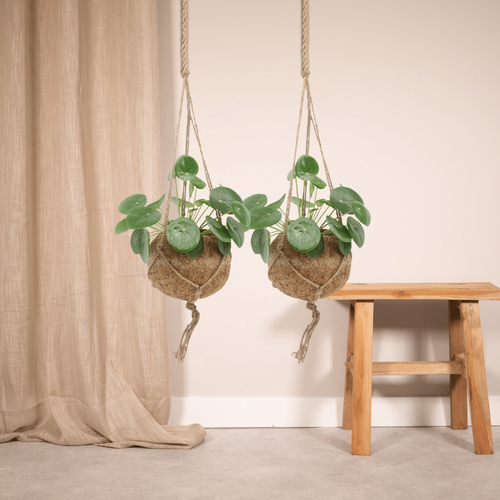 2x Cocode Piles Peperomodes - Pfannkuchenpflanze - 20 cm - Ø15