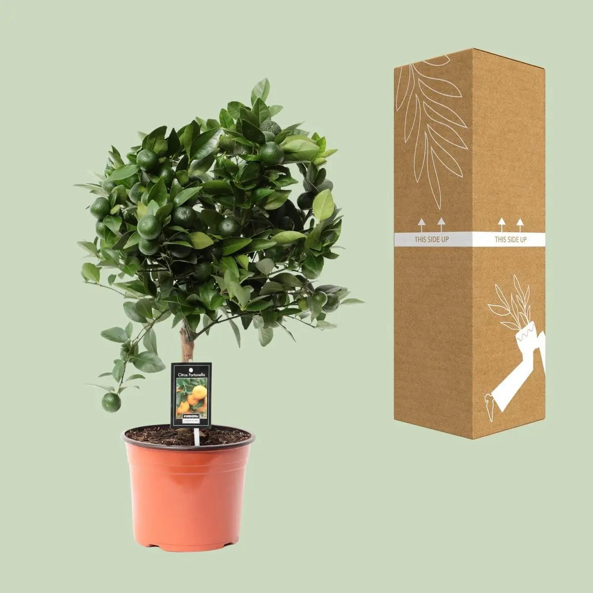 Citrus Calamondin | [P19-H65] MEERgroothandel Planten
