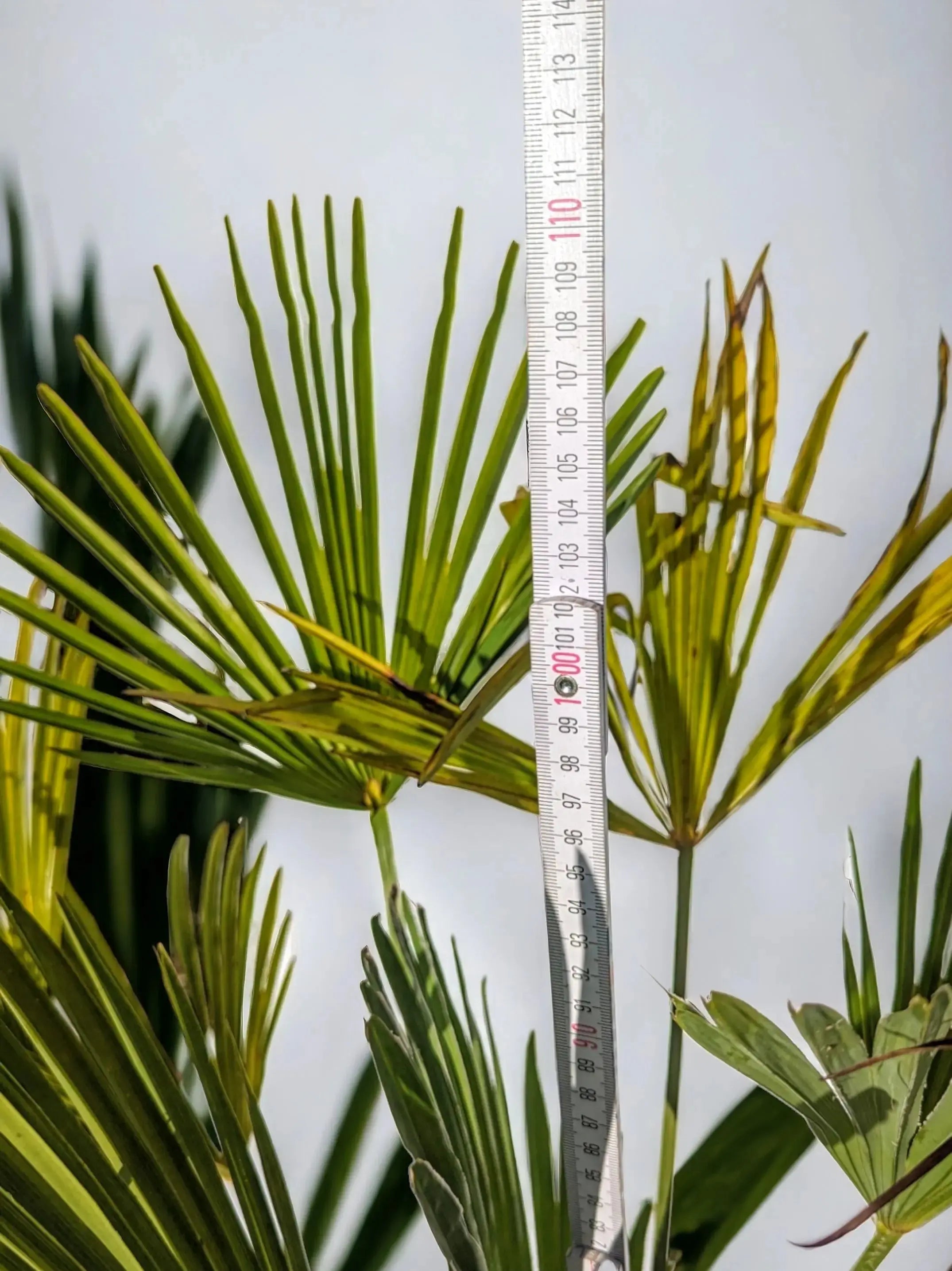 Trachycarpus wagnerianus - Wagner Hanfpalme aus Freilandzucht