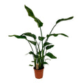 Strelitzia nicolai 120 cm im Ø21 cm Topf – Exotische Strelitzie - Pille Gartenwelt