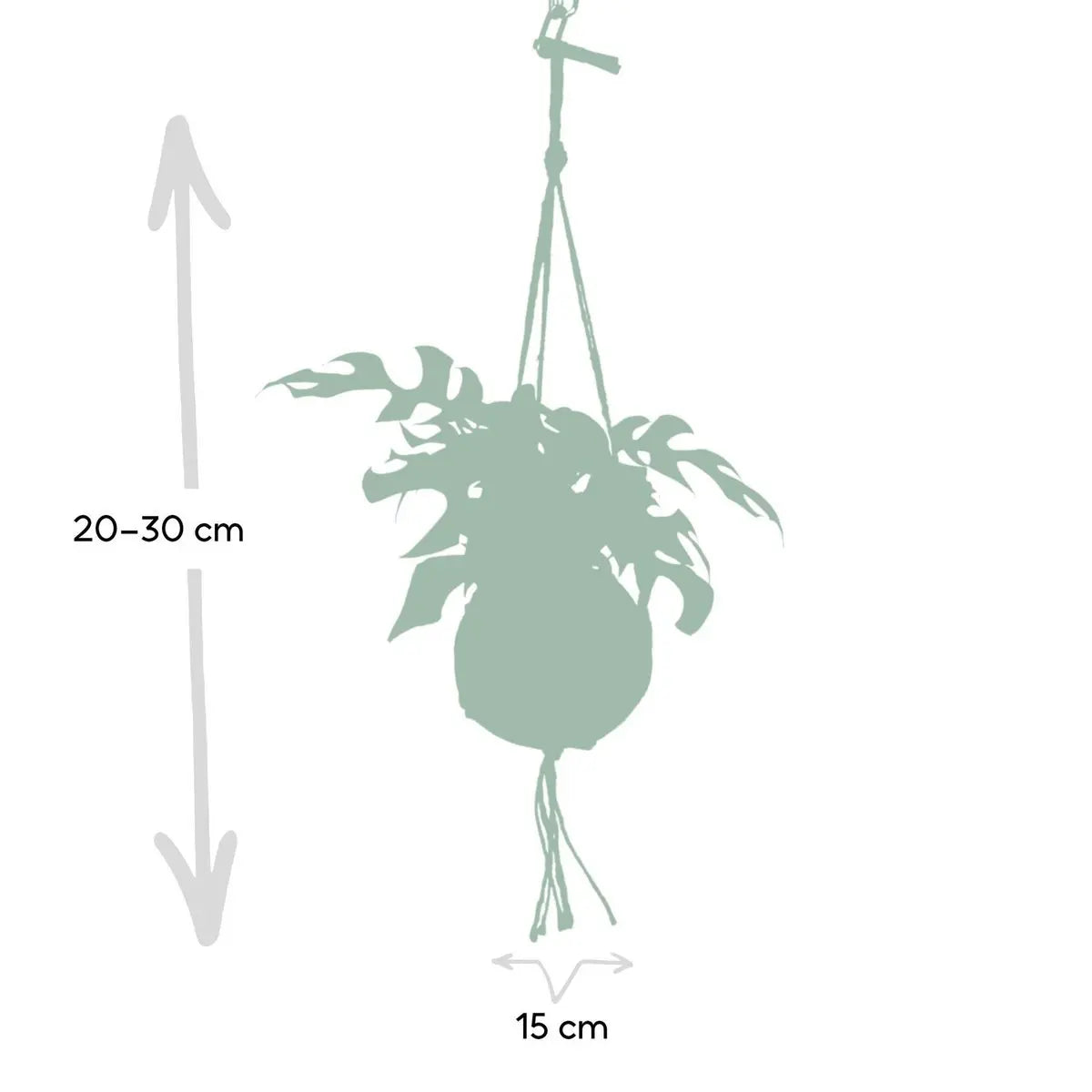 Kokodama Monstera Minima Hang – Lochpflanze – Ø15 cm – ↕25 cm MEERgroothandel Planten