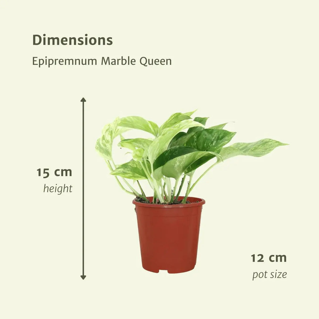 4 x panaschierte Efeutute | Epipremnum Marble Queen- ø12cm - ↕15cm - Pille Gartenwelt