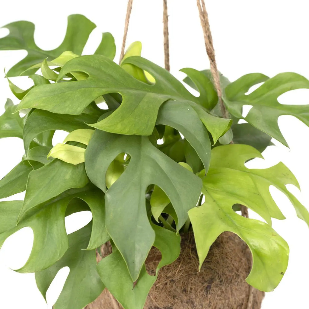 Kokodama Monstera Minima Hang – Lochpflanze – Ø15 cm – ↕25 cm MEERgroothandel Planten