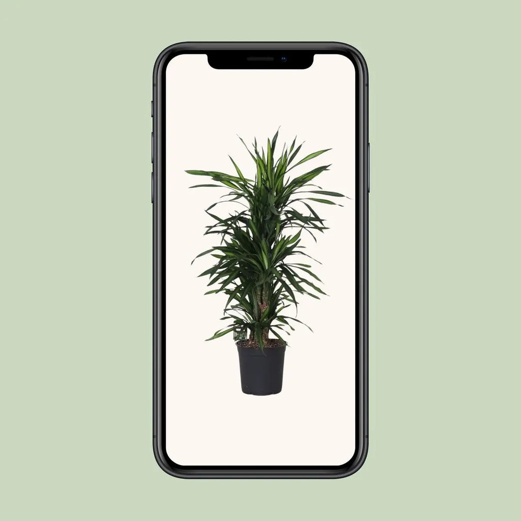 Dracaena Fragrans optimal verzweigt | P27 Pflanztopf, ca. H120 cm Höhe bei Lieferung - Pille Gartenwelt
