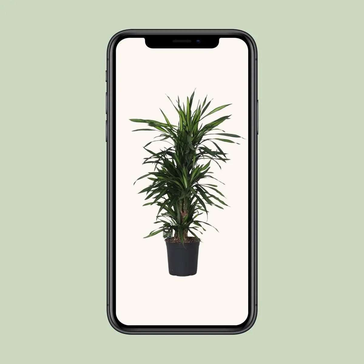 Dracaena Fragrans optimal verzweigt | P27 Pflanztopf, ca. H120 cm Höhe bei Lieferung - Pille Gartenwelt