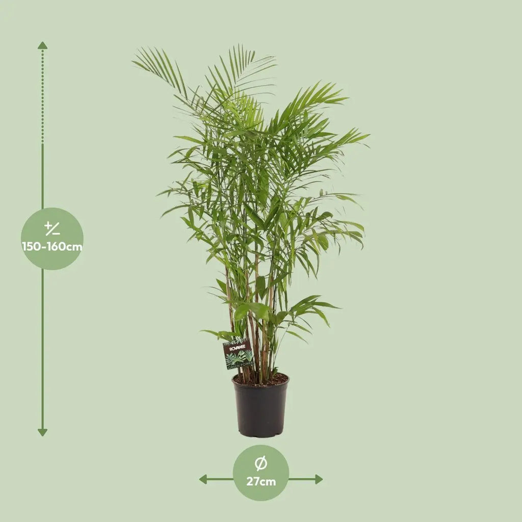 Chamaedorea Sefits - Ø27cm - ↕160 cm MEERgroothandel Planten