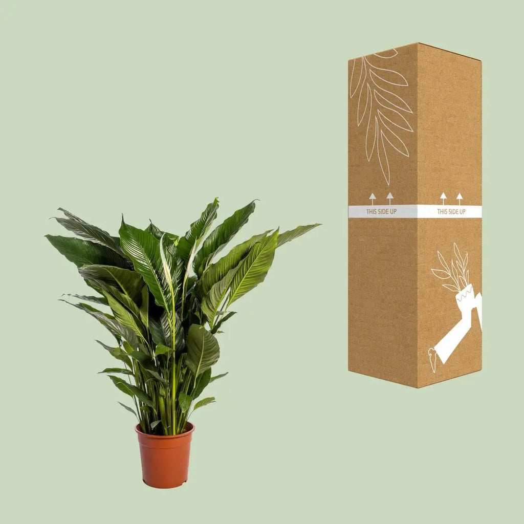 Spathiphyllum 'Sweet Sebastiano' Blanco - 24 cm Durchmesser  - ↕110 cm - Pille Gartenwelt
