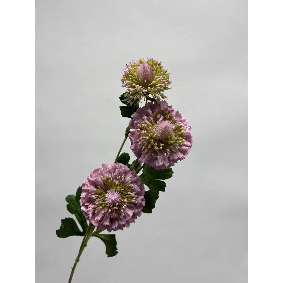 Scabiosa | Kunstblume aus Seide | Länge 80 cm, 2 Stück weiß QMF Trading