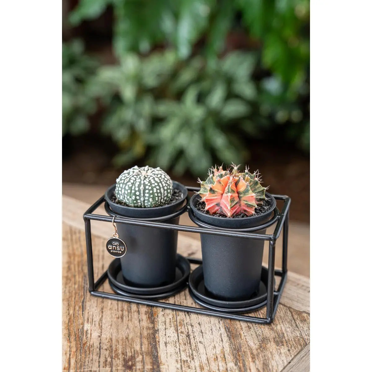 Kaktus -Duo im Designrahmen - Ø17cm - ↕12cm MEERgroothandel Planten