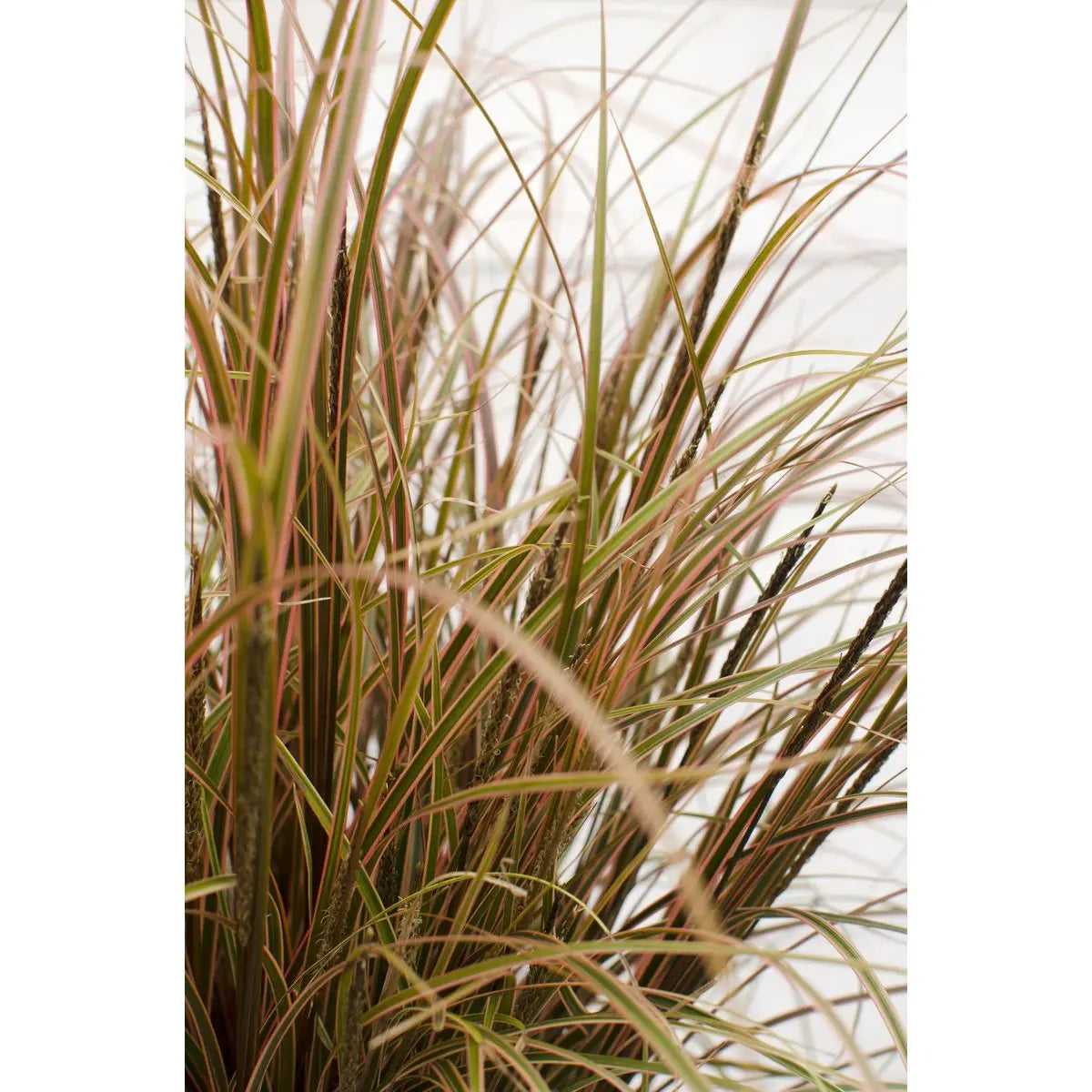 Uncinia rubra ‘Everflame’ Ziergras Mahaghoni-Gras - Ø19cm - ↕30-40cm