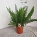 Zier-Spargel D. Meyers - Ø17cm - ↕50cm | winterharte mehrjährige Pflanze - Pille Gartenwelt