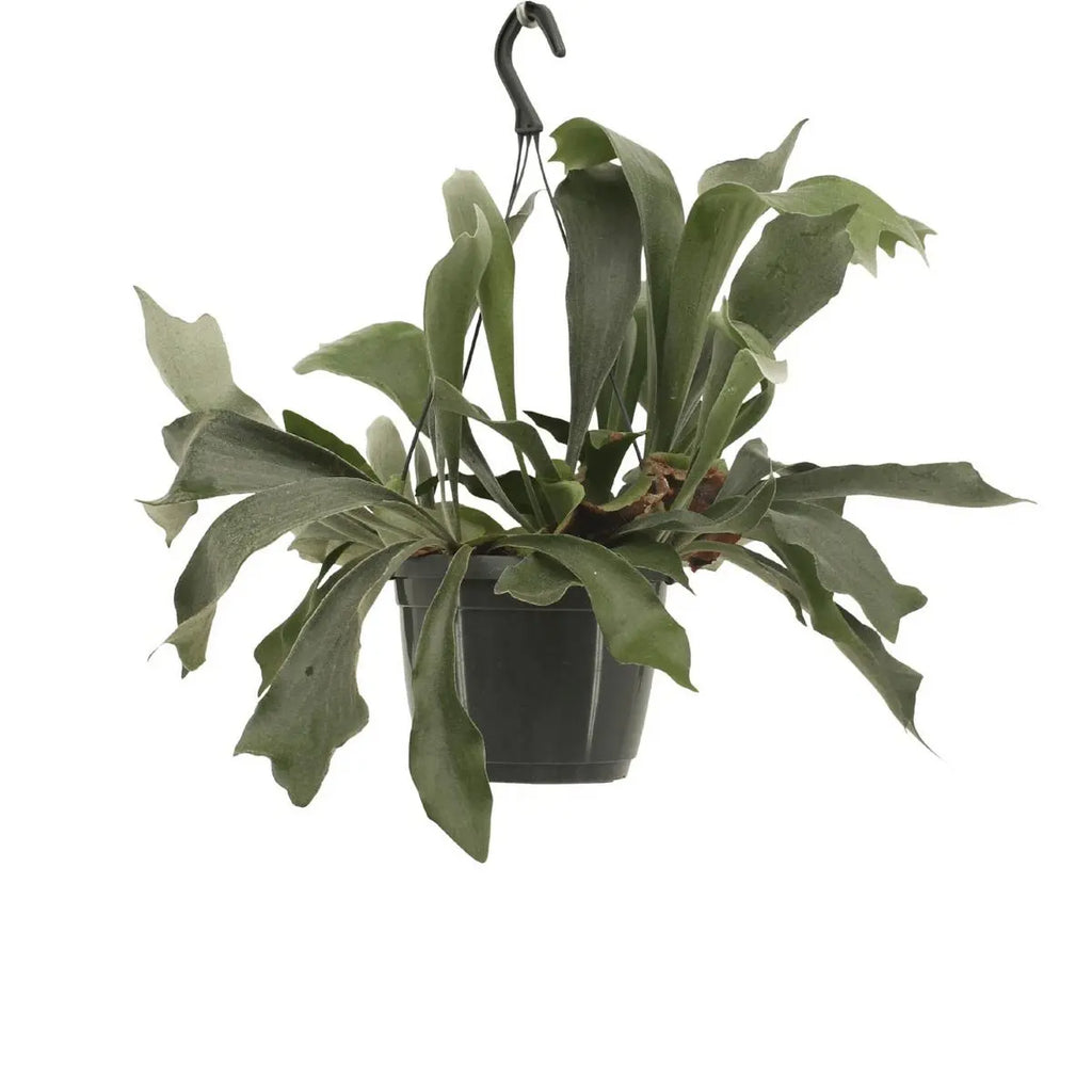 Platycerium Niederlande Hang - Hirschhornfarn - Ø17cm - ↕30cm MEERgroothandel Planten