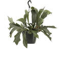 Platycerium Niederlande Hang - Hirschhornfarn - Ø17cm - ↕30cm MEERgroothandel Planten