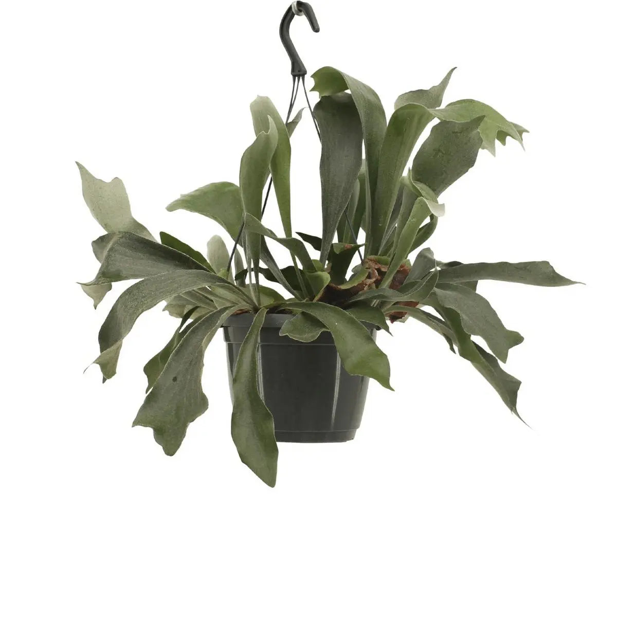 Platycerium Niederlande Hang - Hirschhornfarn - Ø17cm - ↕30cm MEERgroothandel Planten