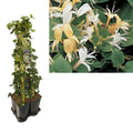 1 M. Privacy Mix Hedera + Clematis 'Hall's Producif' + Label | [P17-H90] MEERgroothandel Planten