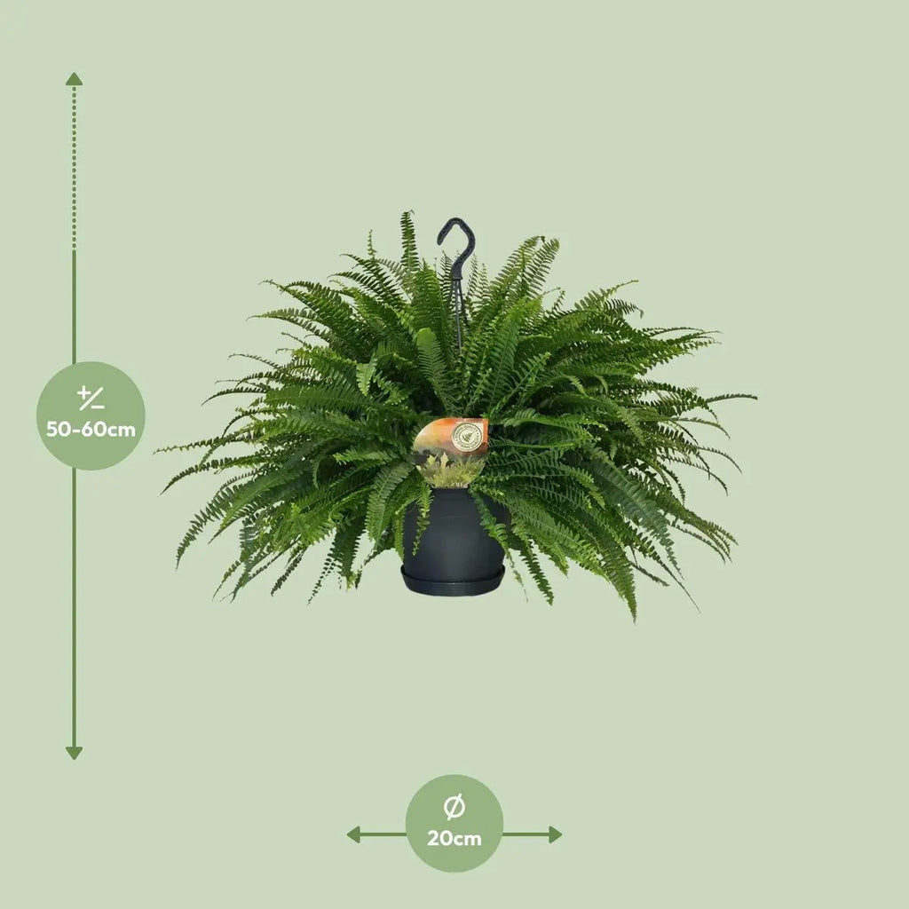 Nephrolepis Green Lady - Ø20cm - ↕60 cm | Boston-Farn