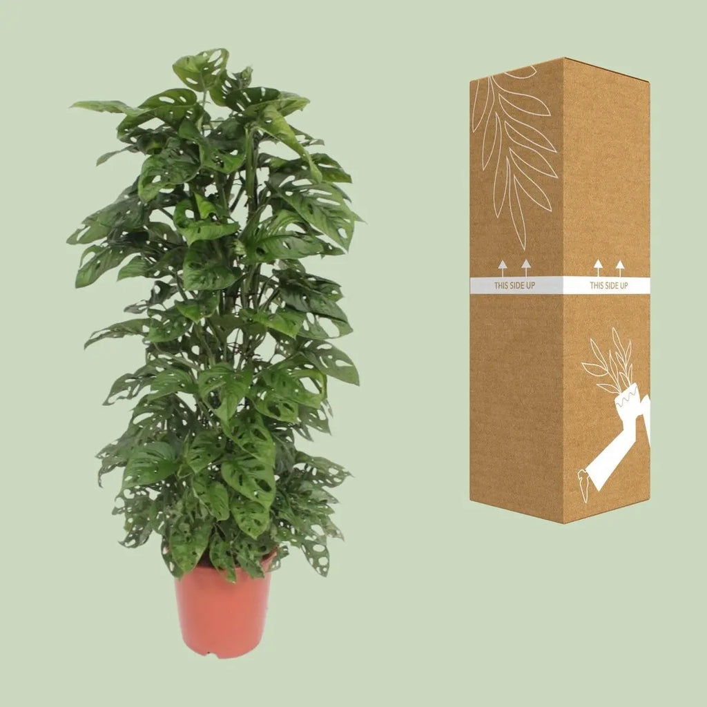 Monstera Monkey Leaf | [P24-H120] MEERgroothandel Planten