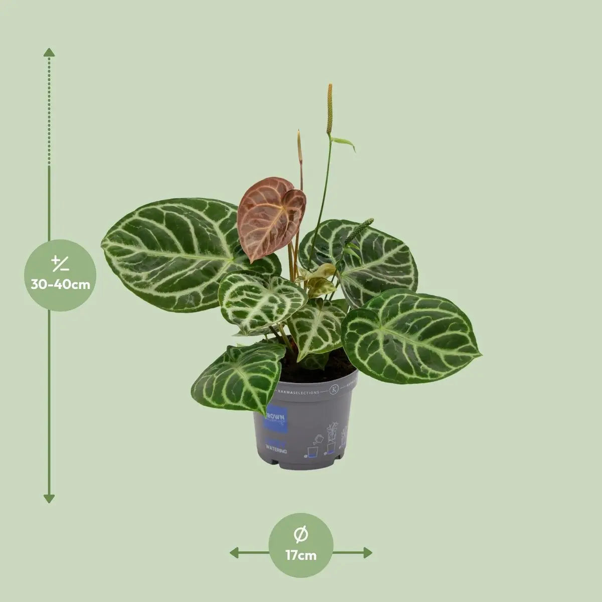 Anthuriumkristallhybrid -Kompakt - Ø17cm - ↕40 cm MEERgroothandel Planten