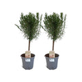 Rosmarinus aus. Kofferraum – 2 Stück – Ø14 cm – ↕45 cm MEERgroothandel Planten