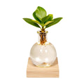 Clusia in Samoa -Glas mit LED -Beleuchtung - Ø4cm - ↕10 cm MEERgroothandel Planten