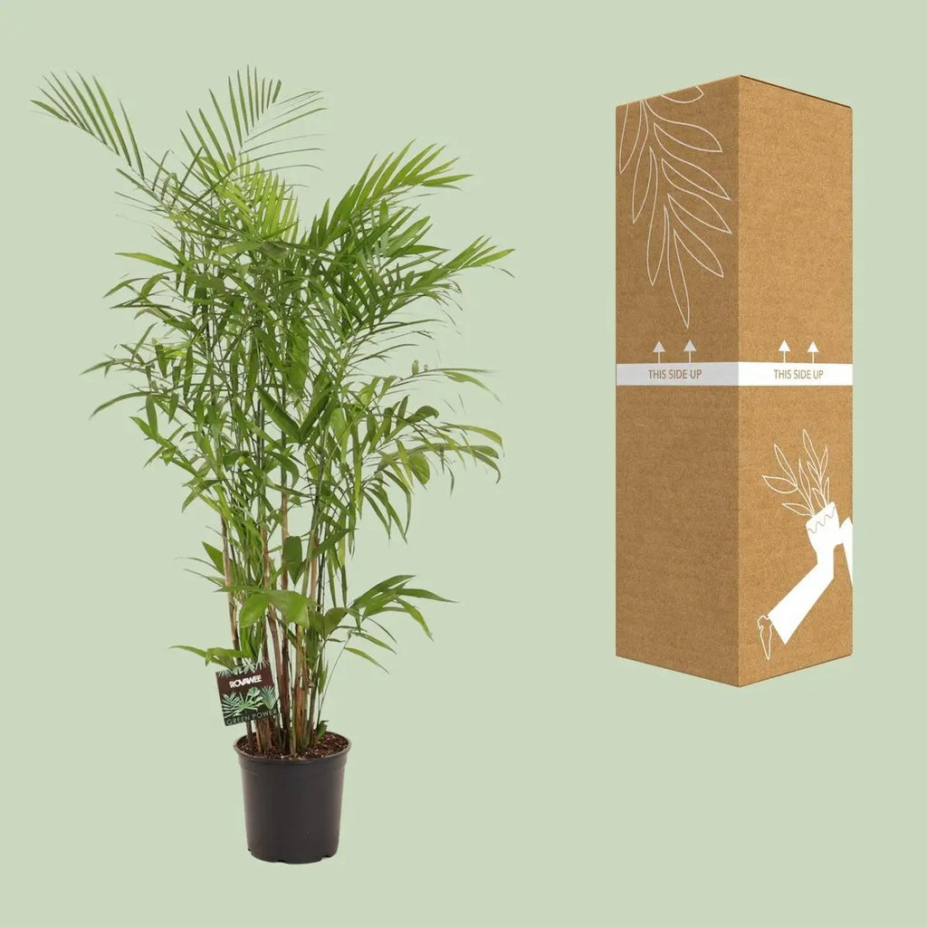 Chamaedorea Sefits - Ø27cm - ↕160 cm MEERgroothandel Planten
