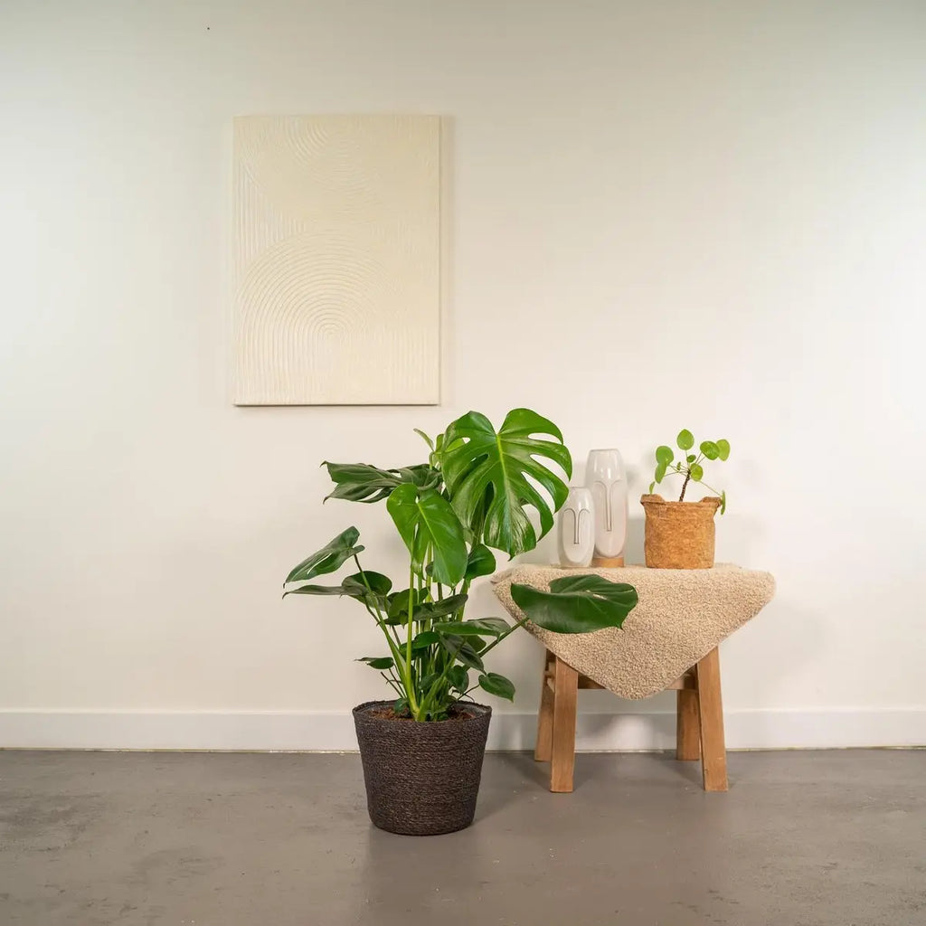 Monstera Deliciosa - ↨80cm - Ø21cm + Mand Igmar - Pille Gartenwelt