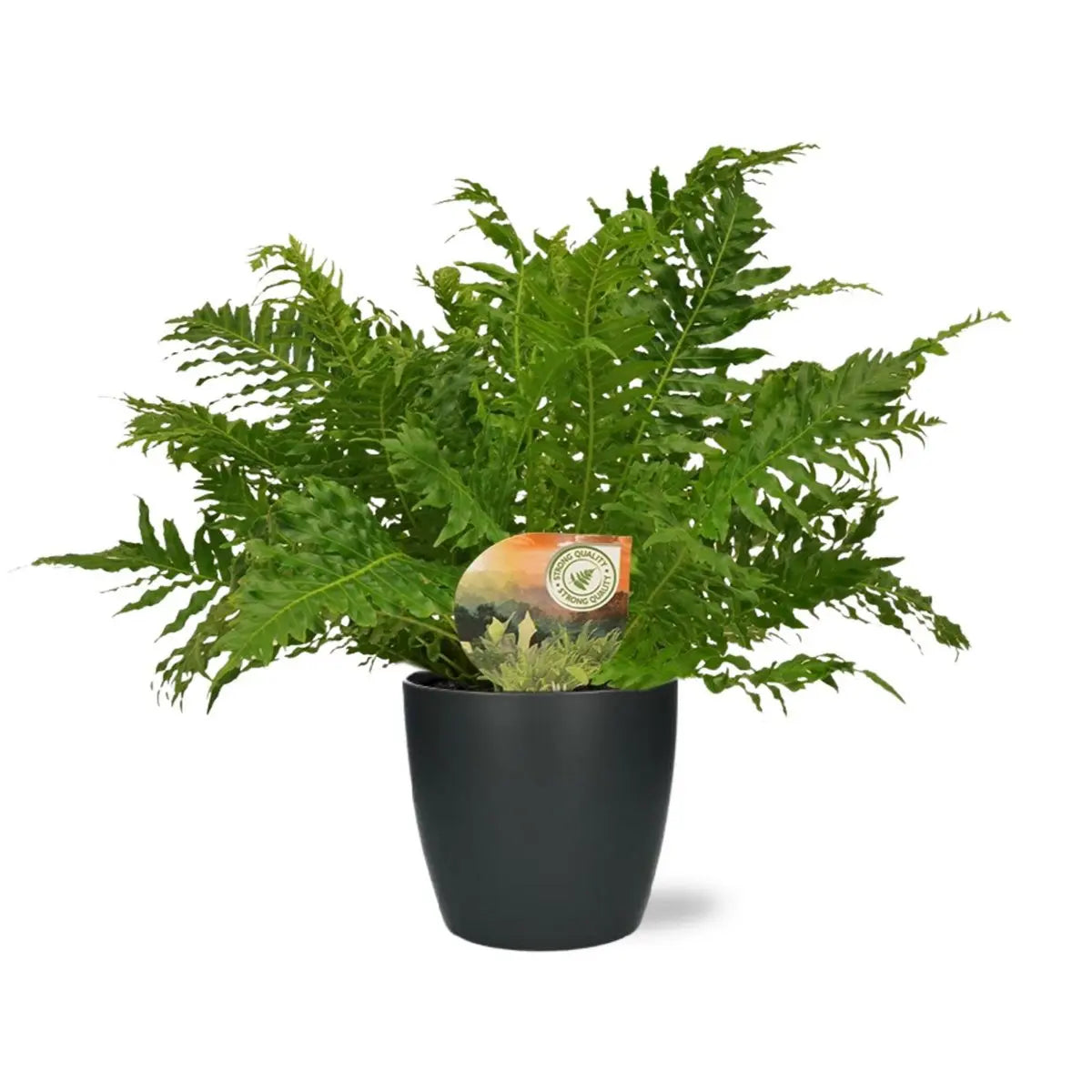 Farn Blechnum Silber Lady - Ø17cm - ↕50cm + Pot Brüssel D18x17cm - Anthrazit