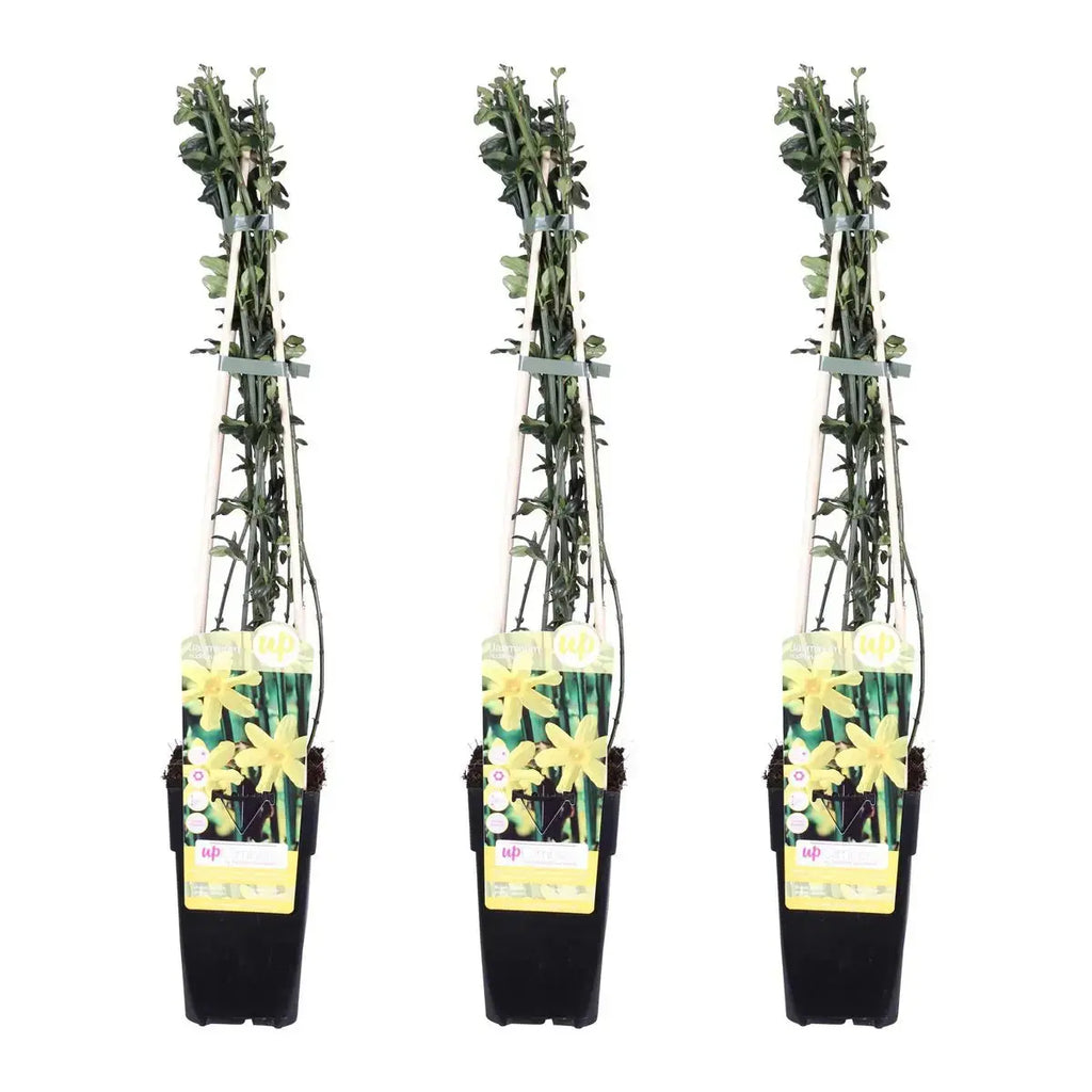 3x - Jasminum nudiflorum - ↨65cm - Ø15 MEERgroothandel Planten