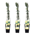 3x - Jasminum nudiflorum - ↨65cm - Ø15 MEERgroothandel Planten