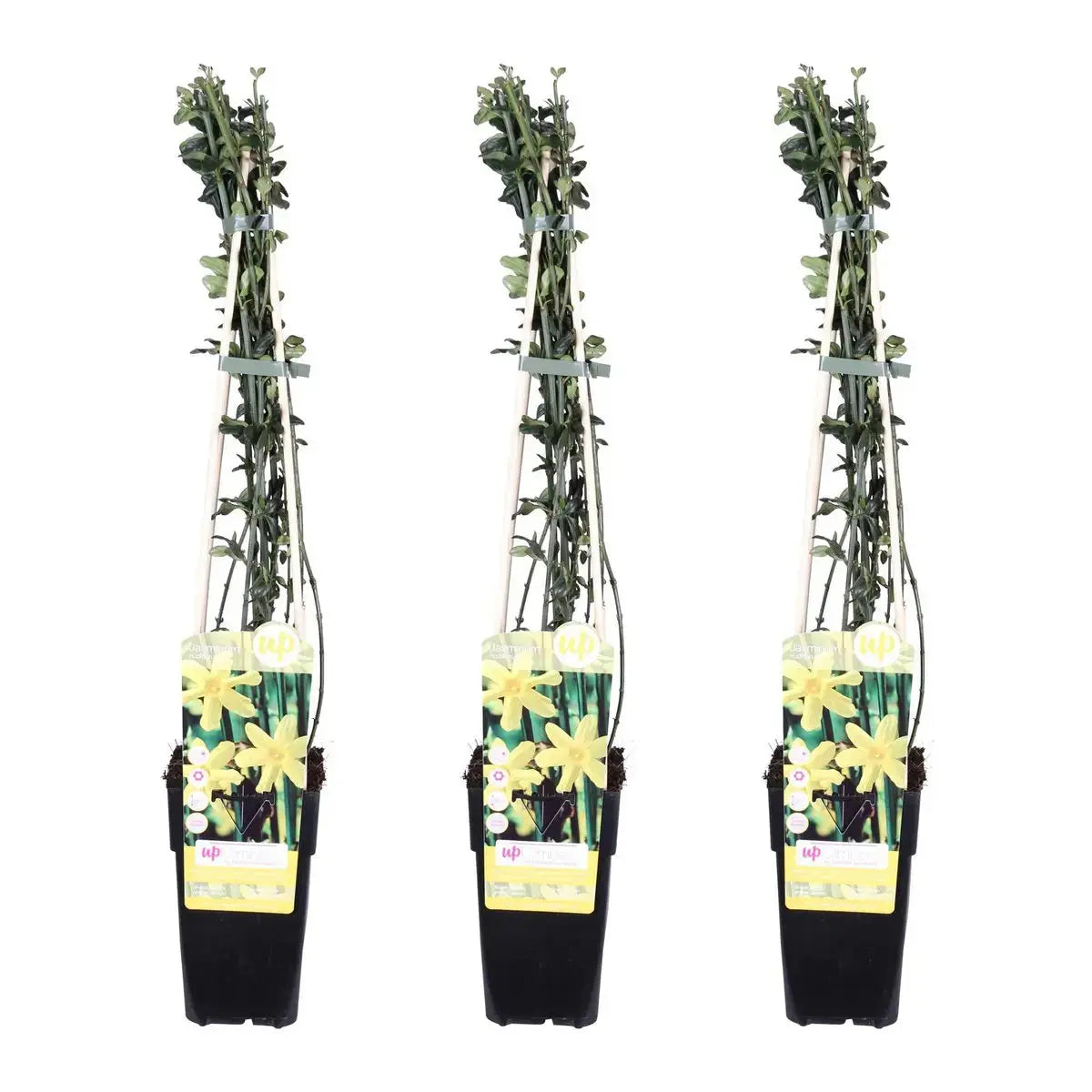 3x - Jasminum nudiflorum - ↨65cm - Ø15 MEERgroothandel Planten