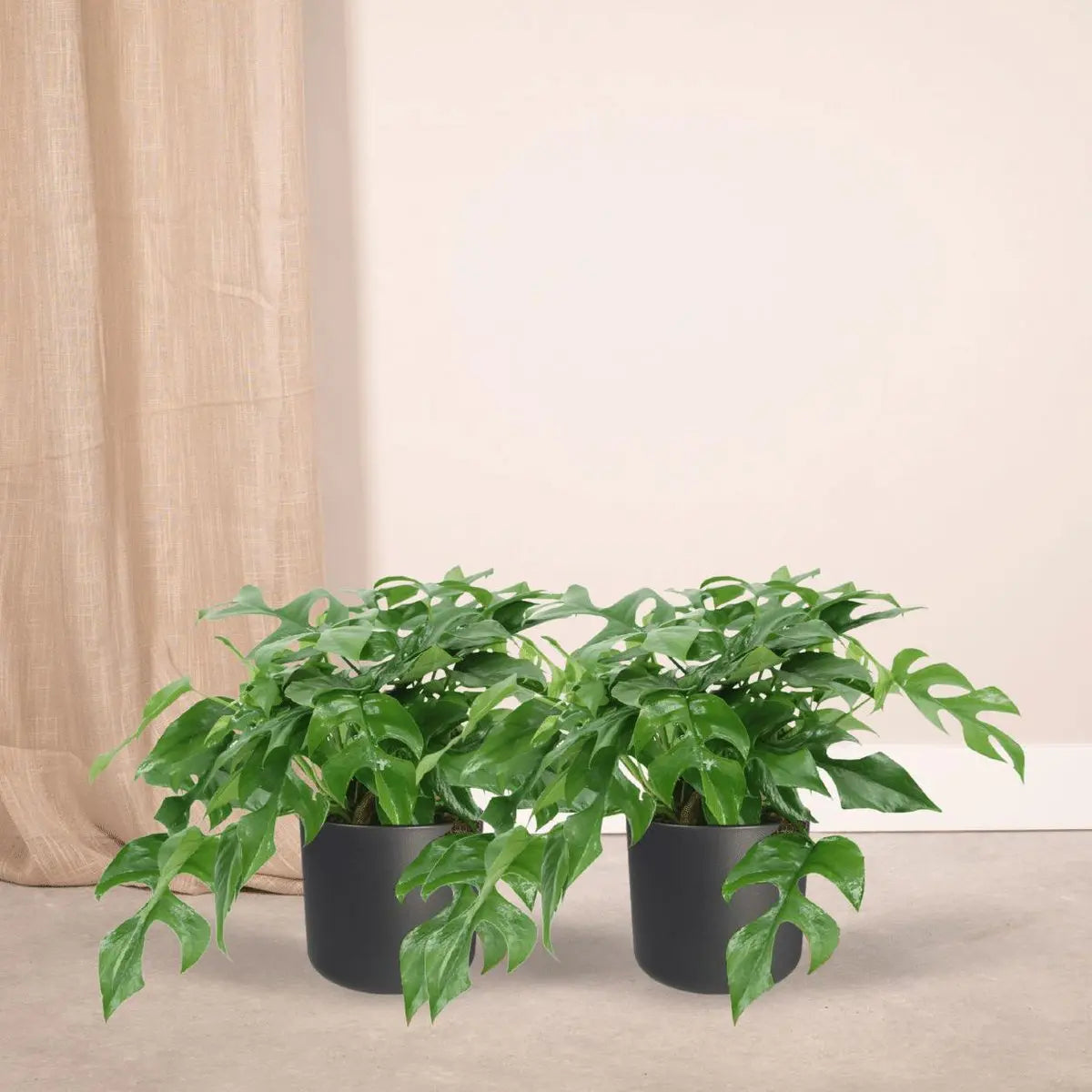 2x Monstera minima - Gatenplant - 25 cm - Ø15 MEERgroothandel Planten