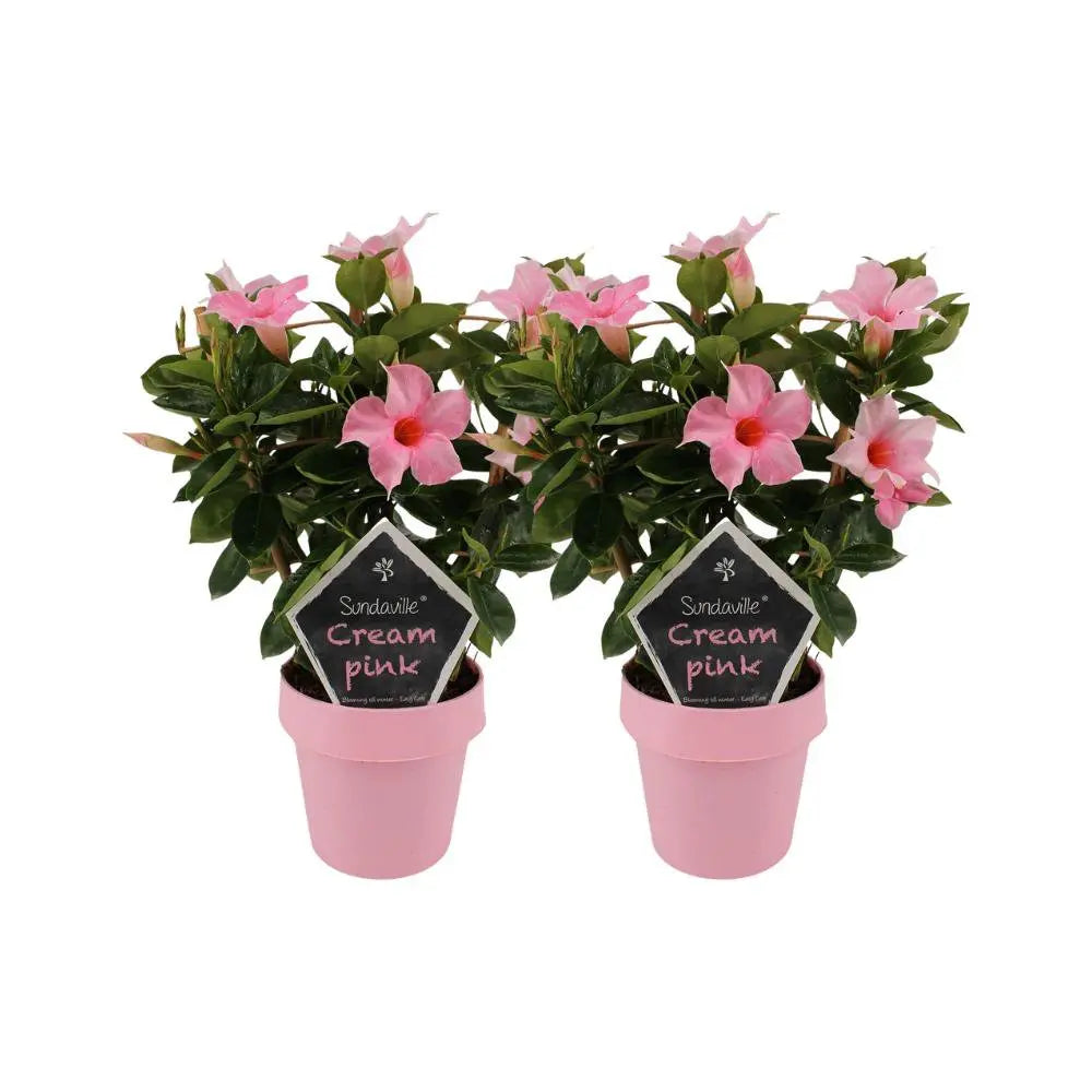 Mandevilla Sundaville Cream Pink auf Weiß - 2 Stück - Ø14cm - ↕40cm MEERgroothandel Planten