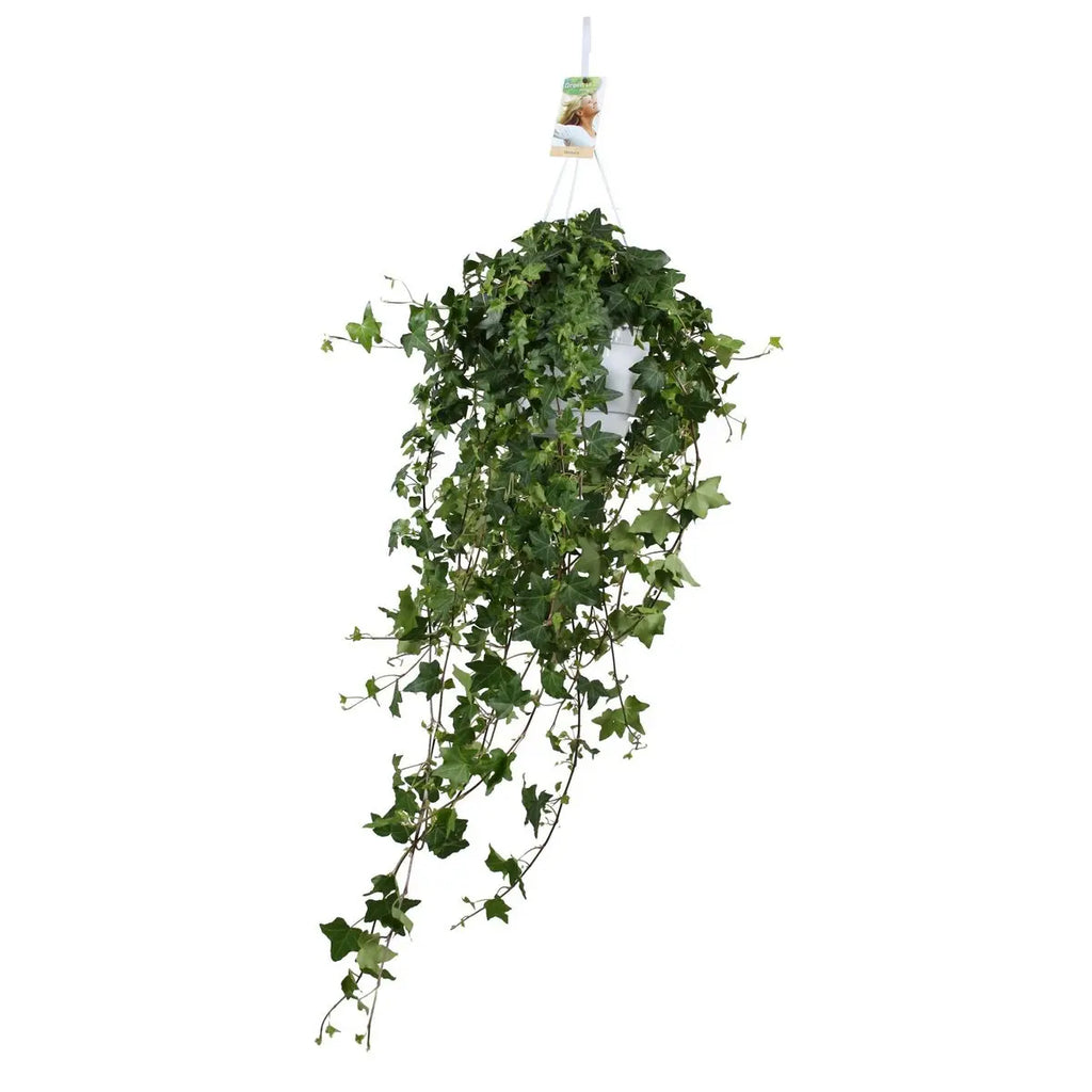 Hedera Hellix Pitsburg - Hang/xxl - Ø17cm - → 90 cm MEERgroothandel Planten