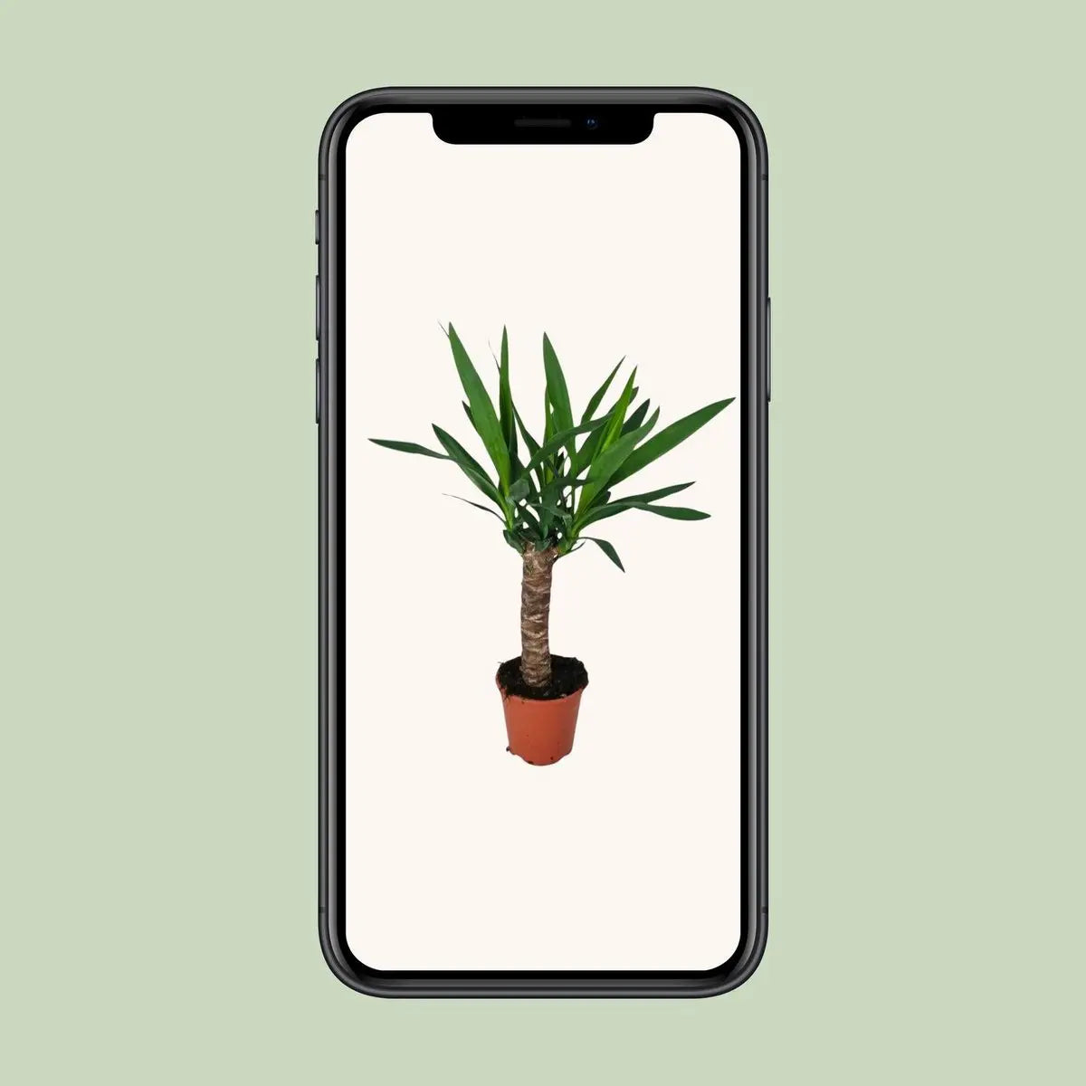 Yucca - Ø14cm - ↕60 cm MEERgroothandel Planten