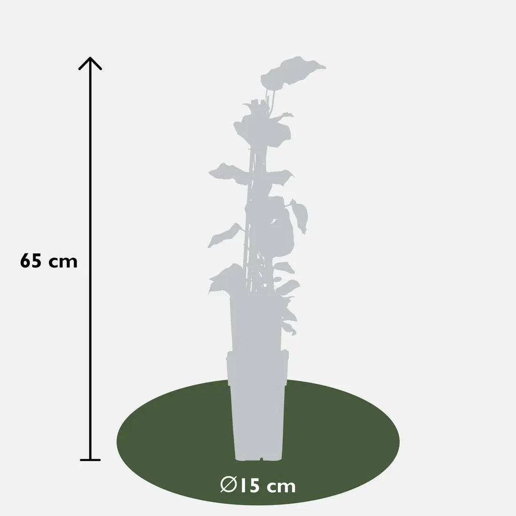 Gelb-Bunter Efeu Hedera Algeriensis 'Gloire de Maren' - Ø15cm - ↕65 cm - Pille Gartenwelt