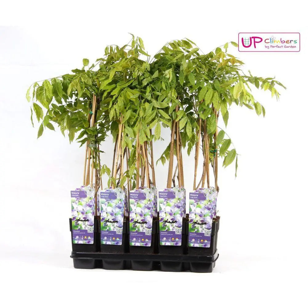 Wisteria Floribunda 'Naga Noda' - lila Regen - Ø15 cm - ↕65 cm