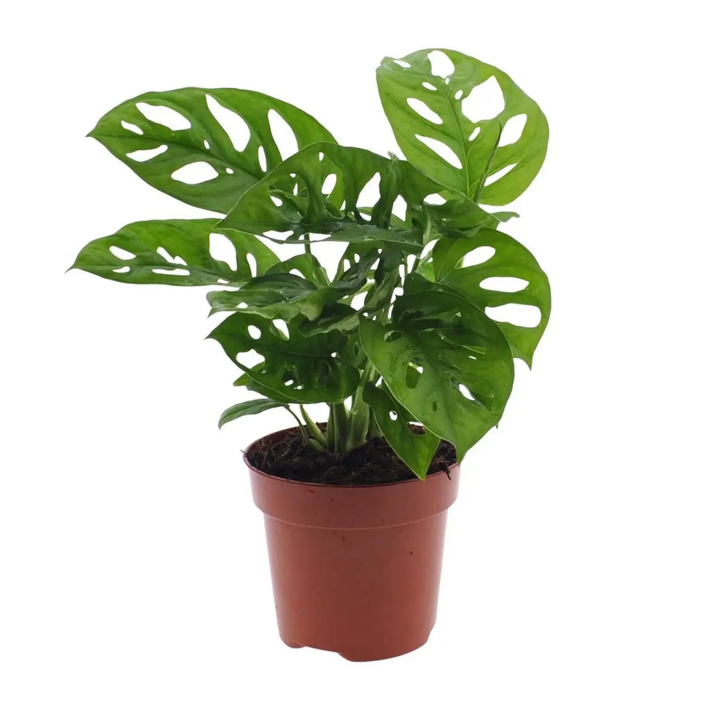 Monstera Monkey Leaf (Fensterblatt) - Ø12CM - ↕30 cm - Pille Gartenwelt