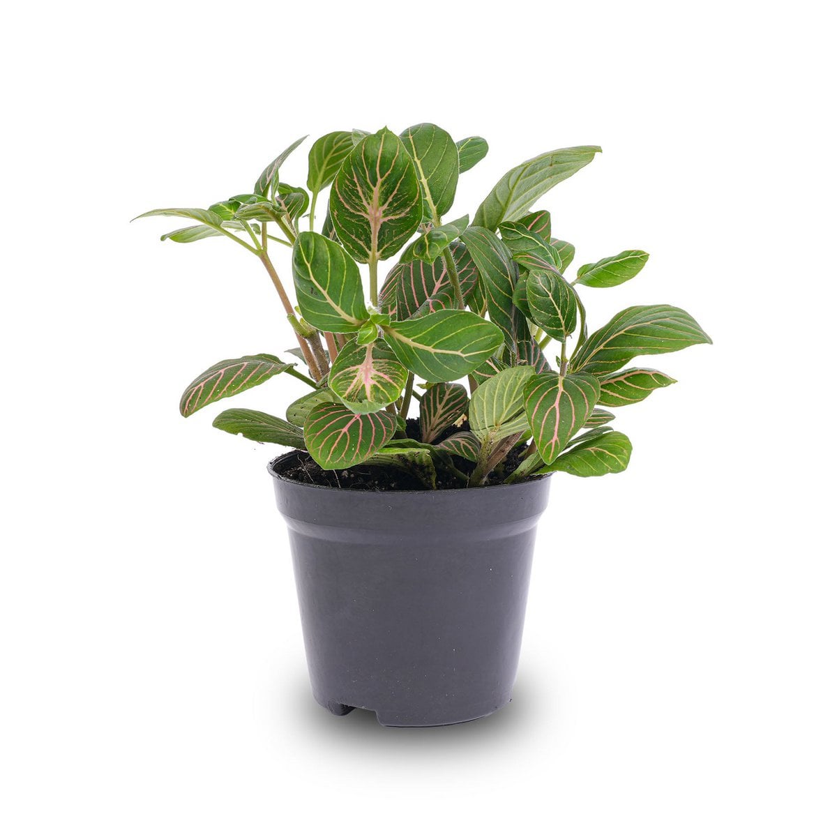 Fittonia Joly Josan - Rot und Grün - Mosaikpflanze | 10 cm hoch, 8,5 cm Topf