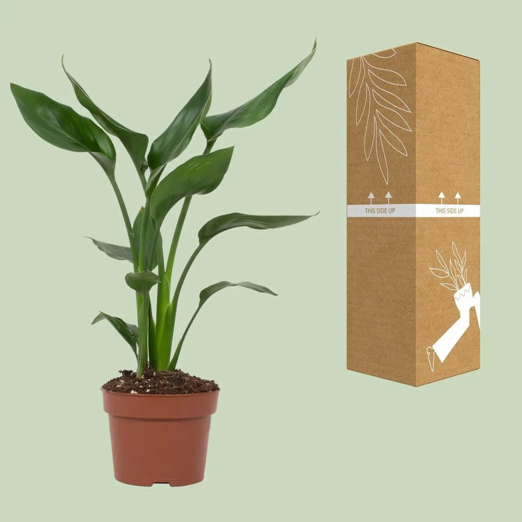 Strelitzia Queen - Ø12cm - ↕35 cm MEERgroothandel Planten