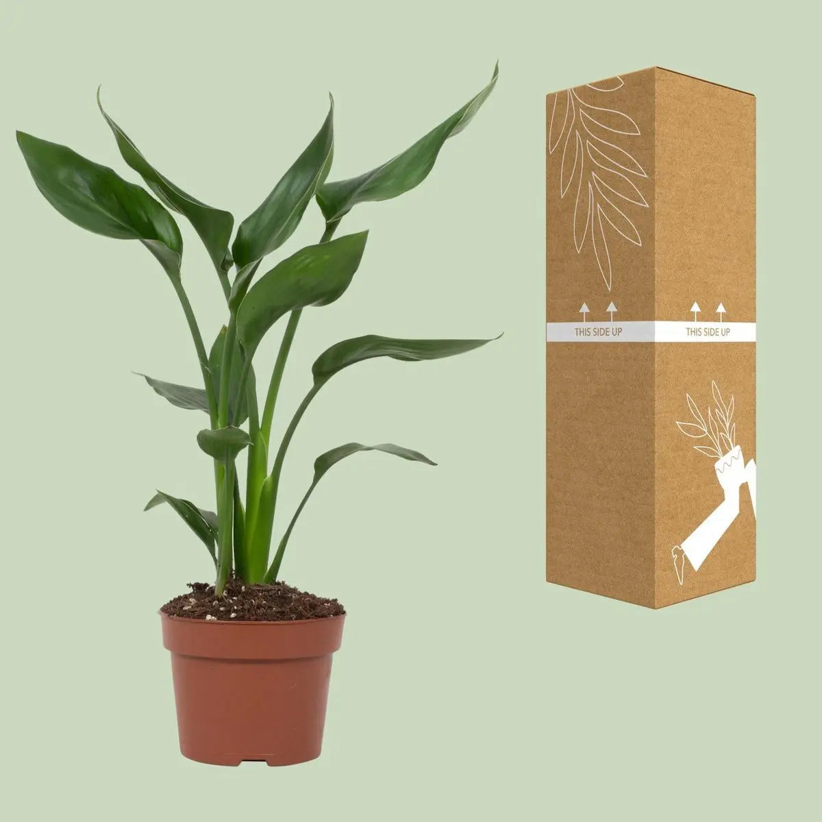 Strelitzia Queen - Ø12cm - ↕35 cm MEERgroothandel Planten