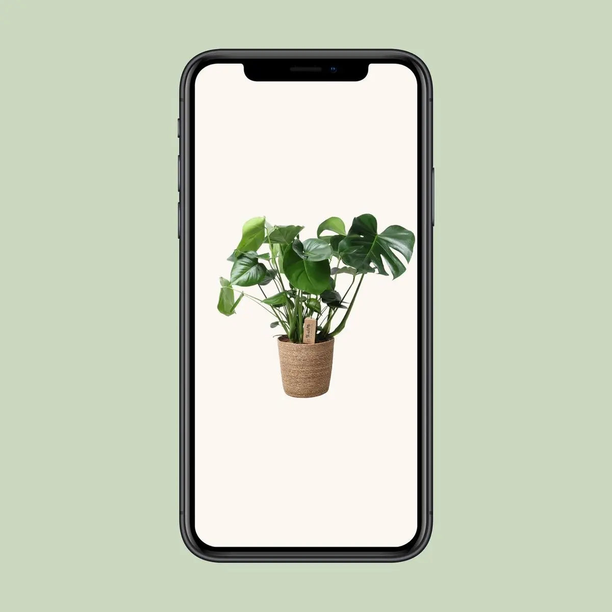 Monstera im natürlichen Korb - Ø21 cm - ↕60 cm