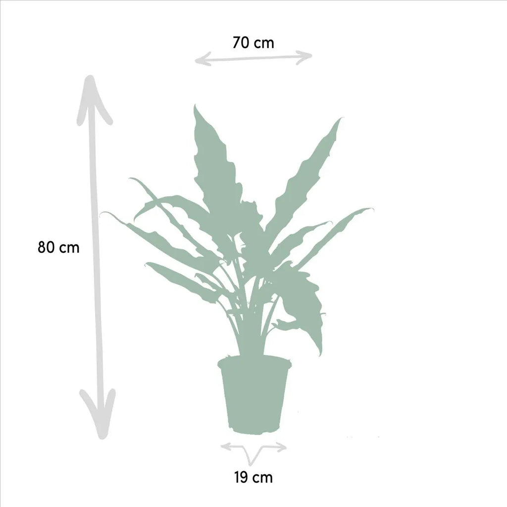 Alocasia Lauterbachiana – Ø19cm – ↕80cm MEERgroothandel Planten