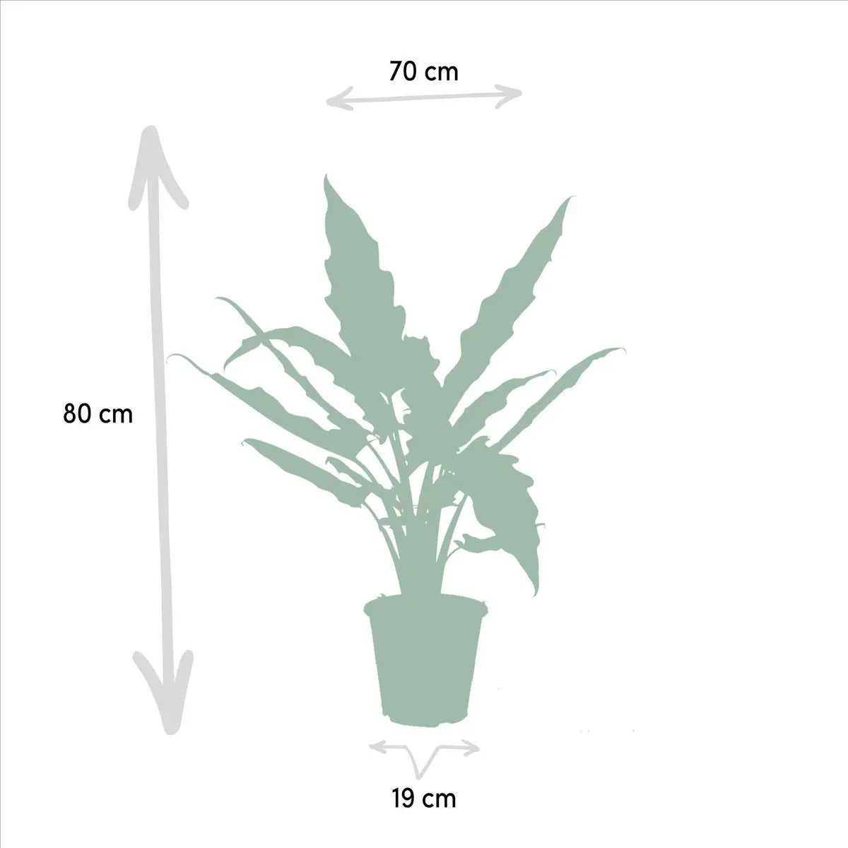 Alocasia Lauterbachiana – Ø19cm – ↕80cm MEERgroothandel Planten