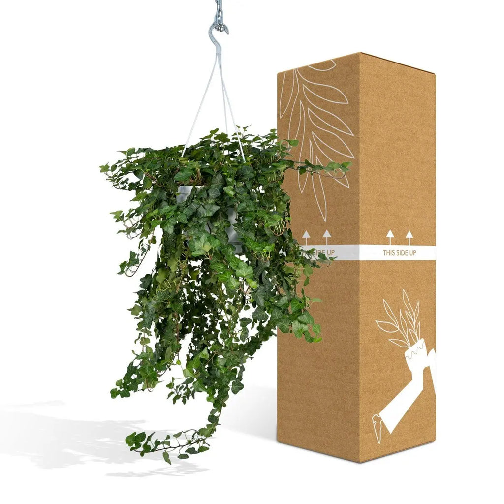 Hedera Wonder Green Hang - Efeu - Ø24cm - ↕70cm - Pille Gartenwelt
