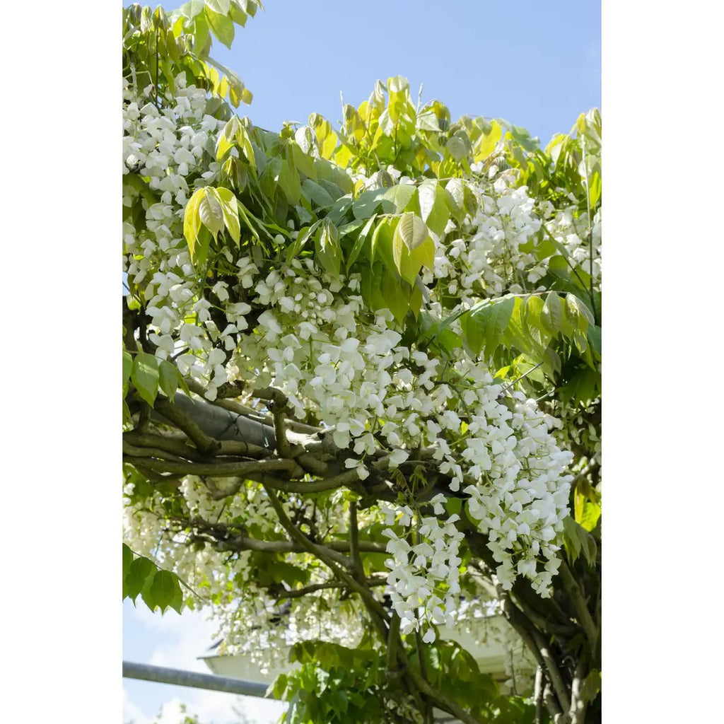 Wisteria Floribunda Alba - Weißer Regen - Ø15 cm - ↕65 cm