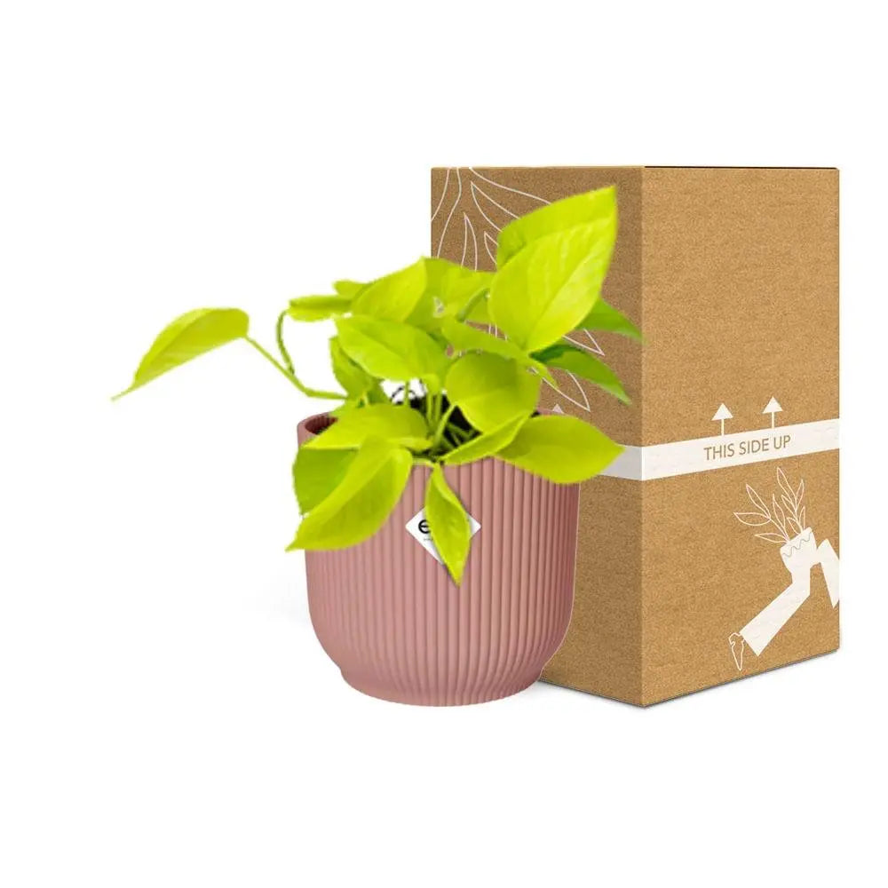 Epipremnum pinnatum „Golden Pothos“ in Elho -Vibes 14 cm Roze MEERgroothandel Planten