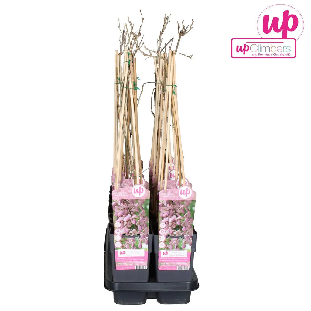 Wisteria Floribunda 'Rosea' - rosa Regen - Ø15cm - ↕65 cm MEERgroothandel Planten